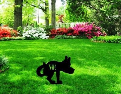 Dog on the grass