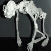 Skeleton of the primate