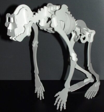 Skeleton of the primate