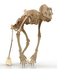 Gorilla skeleton