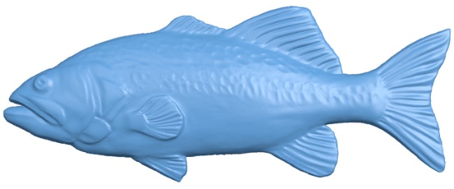 Rudd - fish