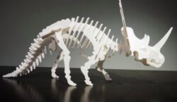 Styracosaurus dinosaur