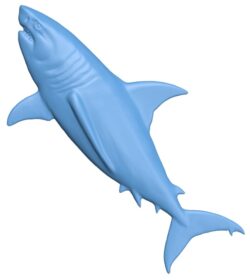 Shark – fish
