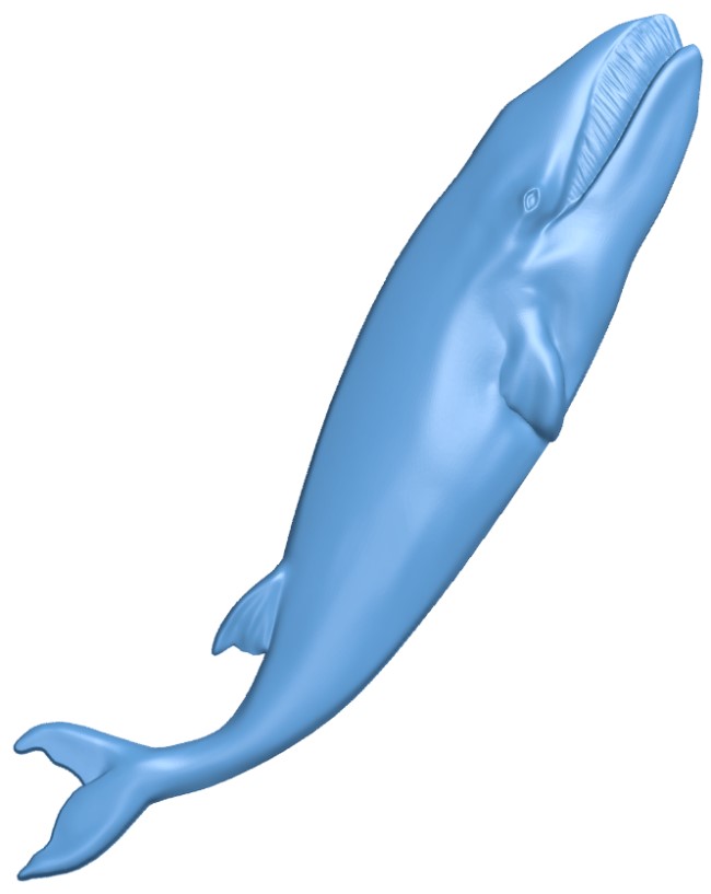 The fish - blue whale