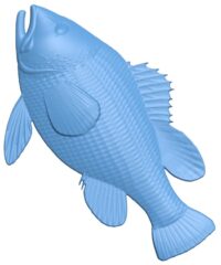 The fish - tilapia