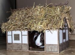 Guinea pig house