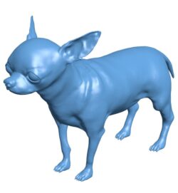 Chihuahua – dog